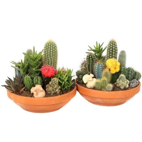 With the increasing popularity of succulent plants and cacti, some are wondering about growing cacti from seed. Cactus Mix seeds "Mixed Species"