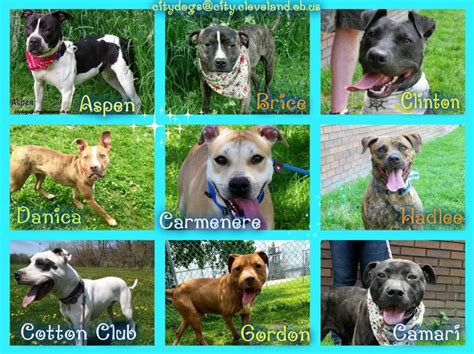 There are so many loving adoptable pets right in your community waiting for a family to call their own. Adoptable Dogs Cleveland, OH http://petango.com/cacc | Dog ...