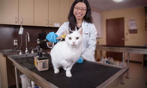 For many people, the main disadvantage is the cost. Feline Hyperthyroidism and Radioactive Iodine (I-131 ...