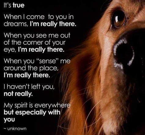 A good quote about atticus shooting the mad dog can be found in chapter 10. I'm happy to know you watch over me now and I hope you are proud, Butterball | Dog poems, Dog ...