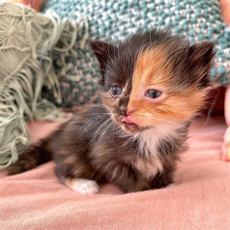 1920 x 1080 maine coon torbie kitten miraculous maine. 1080X1080 Cat : 35 Kawaii Anime Cat Hd Wallpapers Desktop ...