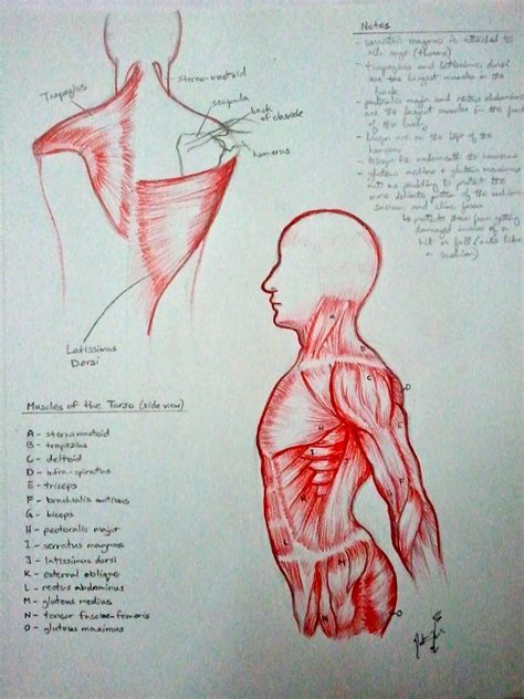 The anterior muscles of the torso (trunk) are those on the front of the body, including the muscles of the chest, abdomen, and pelvis. Anim8r X: March 2012