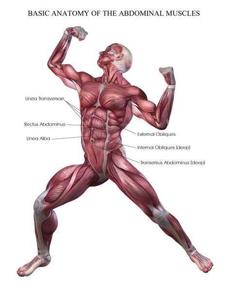 Vertical plane perpendicular to the cerebral axis. The Most Effective Abdominal Exercises: Hanging Leg Raises