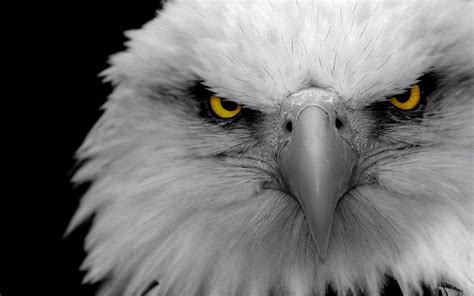 Radioblock — eagle eye 04:20. Eagle Eye Wallpapers - Wallpaper Cave