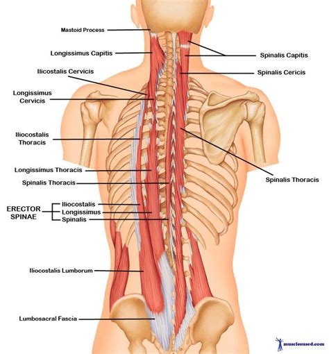 The back is found posteriorly and includes the vertebral column, the muscles that support the back despite having functionally different roles, the basic anatomy of each vertebra is very comparable. Upper Back and Neck Muscles | The Erector Spinae Muscles ...