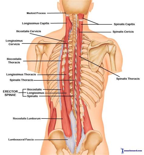 In this section, learn more about the muscles of. Upper Back and Neck Muscles | The Erector Spinae Muscles ...