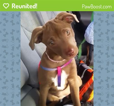 Haha you found the 4k puppy videos too, eh? Reunited Female Dog in Tampa, FL 33613 (ID: 4681849) | PawBoost