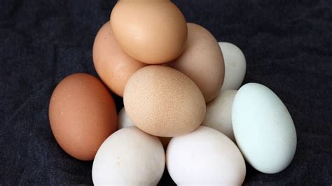 Would your answer change if the twins born were fraternal? How Many Eggs Can A Pregnant Woman Eat - YouTube