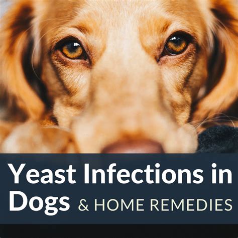 A candida infection can cause both hair loss and constipation. How to Stop Hair Loss and Itching in Dogs From Yeast ...