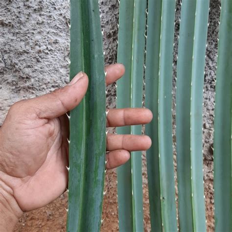 Tas anyaman plastik bisa dipilih untuk sebagai wadah, selain kuat, hemat dan juga cantik. 35+ Trend Terbaru Sketsa Daun Pandan Berduri - AsiaBateav