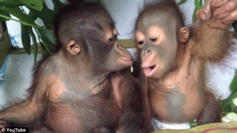 And now that he's part of a larger thing of q. Baby orangutan Budi makes miraculous recovery | Daily Mail ...