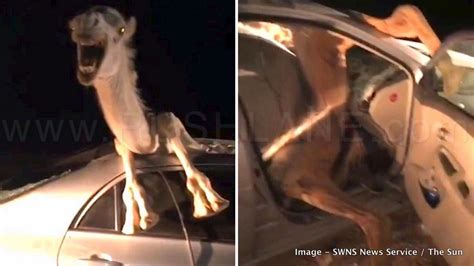 Cctv footage toll booth rajasthan. Toyota Corolla cut open to rescue camel after an accident ...