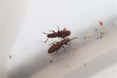 Talk… black storage platform bed full : Powder Post Beetle stock photo. Image of powder, post ...