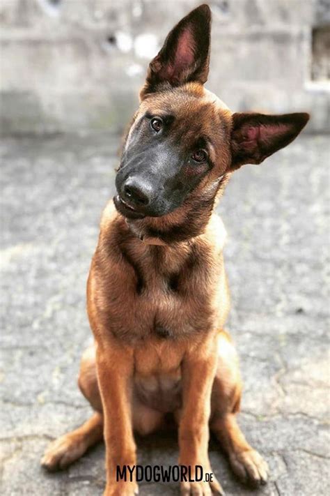Als belgischer schäferhund werden vier typen einer im 19. Belgian Malinois - Puppy - Belgischer Schäferhund - cute ...
