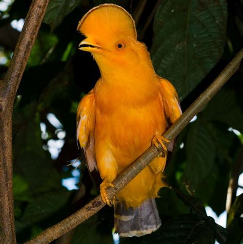 Para os galos existem apenas possibilidades.!. Dança Regional Pássaro Galo da Serra