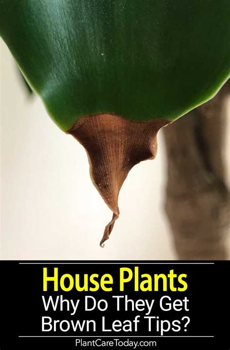 Entirely brown leaves are usually a natural part of the plant's growth and aging process, unrelated to the care of the plant. Brown Tips on Houseplants Leaves - A Reason Why! | Plant ...