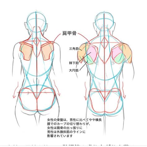 Jun 29, 2016 · the breast lies over the musculature that encases the chest wall. Art by Nakama Yasukata* • Blog/Website | (https://twitter ...