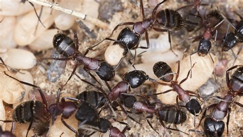 What is the best pest control for ants. What is a Carpenter Ant?