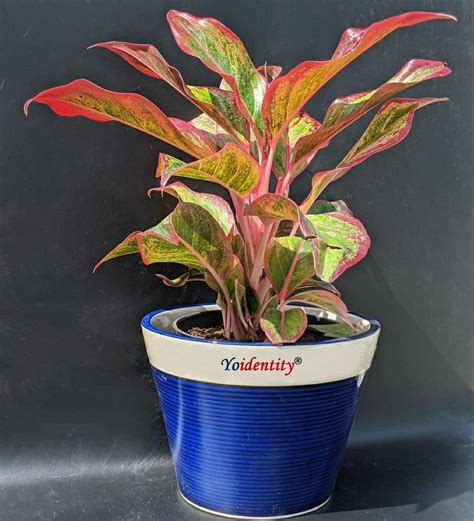 When you buy plants from bonsai plants nursery we make sure to pack plants in the way so that they do. Aglaonema | Buy plants, Buy indoor plants, Online plant ...