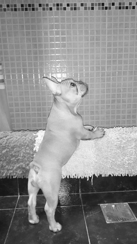 Maybe you would like to learn more about one of these? Timotheo on bath day, French Bulldog Puppy | Cute french ...