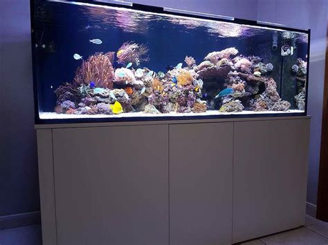 Laten we beginnen met vier praktische tips vooraf. Aquarium inrichten: voorbeelden - Aquarium Neon: vissen ...