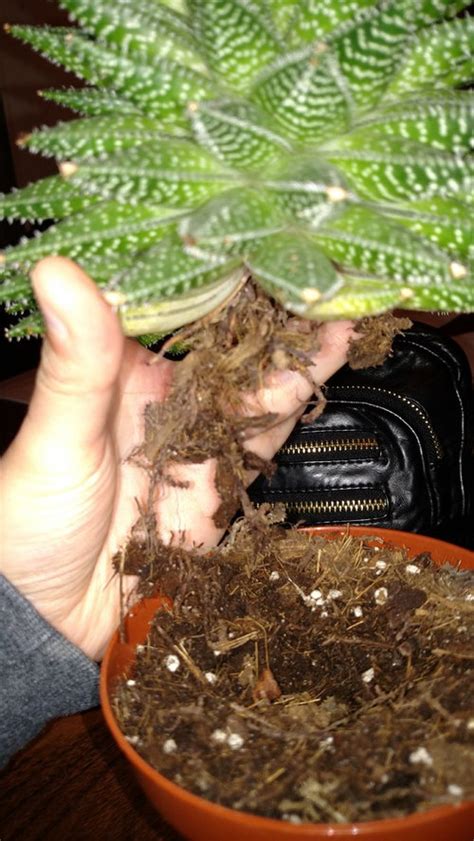 But cactuses are ubiquitous in some parts of the desert, not to mention their popularity as houseplants. Oops, my succulent roots broke off! How do I reroot/replant?