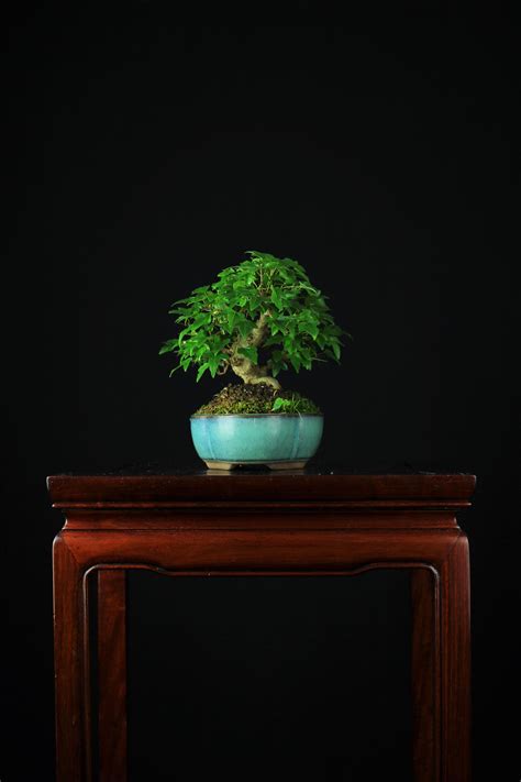 It had been grown over a tile (poorly) and had almost no taper, but the shape of the trunk and. 6.5" Shohin Trident Maple : Bonsai