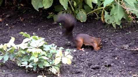 So können sie, mit ein bisschen glück, eichhörnchen im garten ansiedeln. Eichhörnchen im Garten 14 9 2016! - YouTube