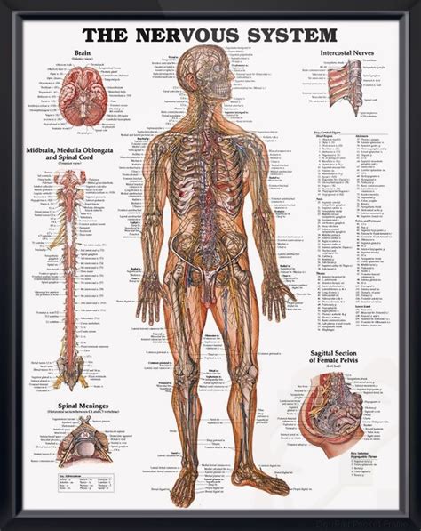 Strange lump near female groin area! The Nervous System Chart 20x26 | Nervous system anatomy ...