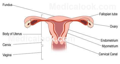 Female body and organs diagram. Cervix Uterus Diagram. Differet types of uterus diagram