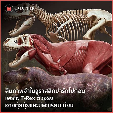 Maybe you would like to learn more about one of these? ลืมภาพจำในจูราสสิกปาร์กไปก่อน เพราะ T-Rex ตัวจริง อาจตุ้ย ...