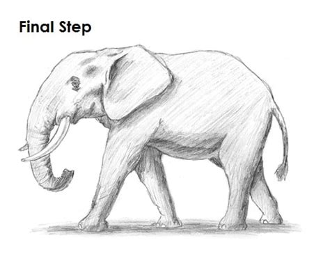 Secara tradisional, terdapat dua spesies yang diakui, yaitu gajah afrika dan gajah. Cara Mudah Untuk Membuat Gambar Sketsa Gajah