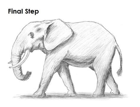 Download now 10 gambar sketsa gajah paling mudah bagus clipart portal. Cara Mudah Untuk Membuat Gambar Sketsa Gajah