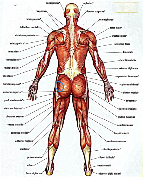 Near, closer to the origin dorsal: Smerte i setemuskulatur etter trening, venstre side ...