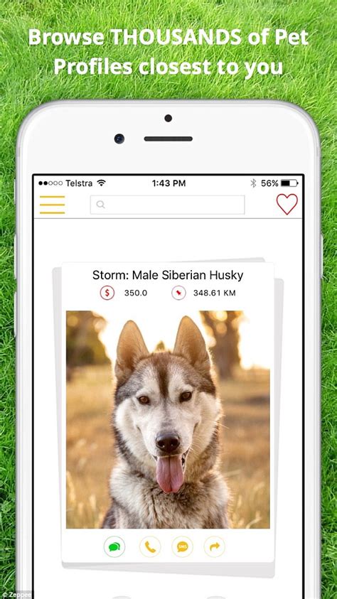 Today, the game of dating has transformed altogether. This Tinder For Cats and Dogs is Far Better Than Dick Pics