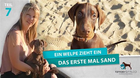 Manche haben erfahrene partner, andere gleichaltrige und die nächsten jüngere. Das erste Mal im Sand• Welpe zieht ein • Dobermann 10 ...