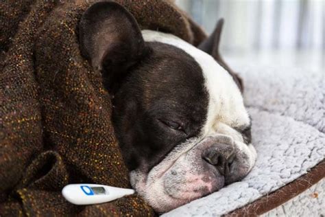 Itching in or around the rectum. How Do I Know If My Dog Has a Fever? - Top Dog Tips