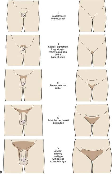 In fact, because it pubic area hair usually gets less care and attention it can even be coarser than your beard hair. Endocrinology | Obgyn Key