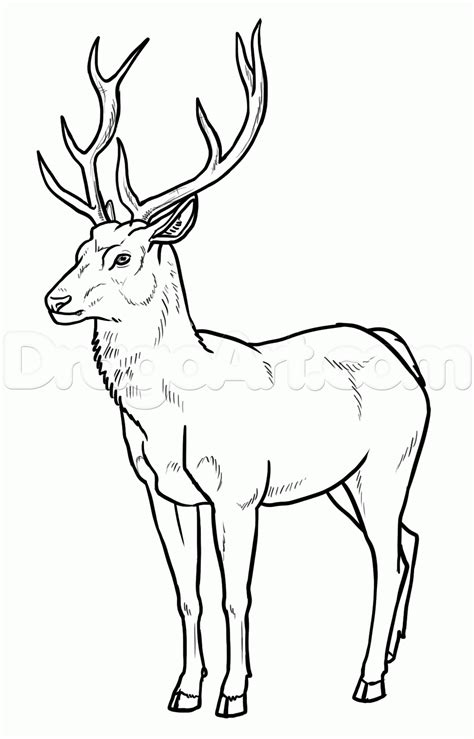 Knowing how to draw a goldfish is very important. How To Draw Deer by makangeni | Deer drawing, Animal ...