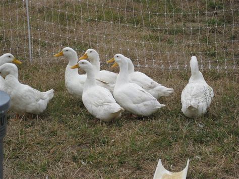 Fertilized duck eggs for sale $25/dozen females are: Pekin Ducks | Katie Abrams | Flickr