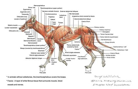 Our latest youtube film is ready to run. Pix For > Wolf Skeleton Diagram | Анатомия животных, Анатомия, Анималист