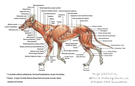 The following 40 files are in this category, out of 40 total. Wolf Skeleton Diagram Wolf muscle diagram | Dog anatomy