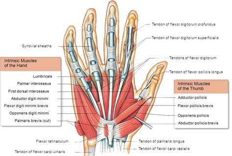 It inserts into the base of the medial end of. Hand muscles : Attachment, Nerve Supply & Action | Upper ...