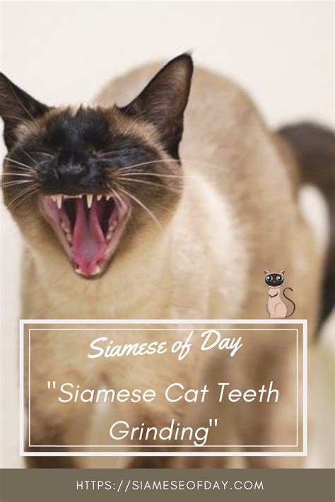 Teeth grinding, also called bruxism, is the conscious or unconscious grinding or clenching of teeth. Siamese Cat Teeth Grinding: Causes, Reason & Tips to ...