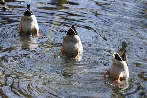 ENTEN - Köpfchen in das Wasser ... Foto & Bild | wasser, enten ...