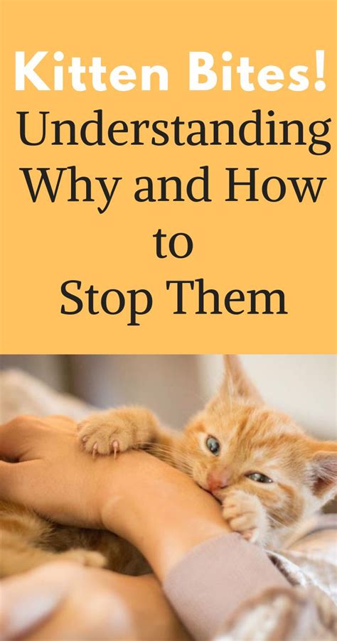 Here are some useful tips to stop your kitten from inappropriate scratching and biting: Kitten Bites! Understanding Why and How to Stop Them ...