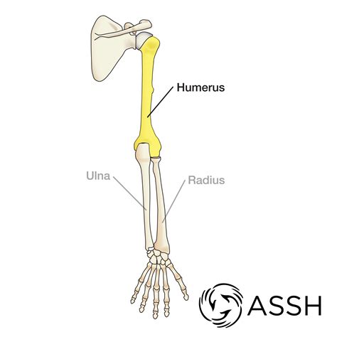 The human skeleton consists of both fused and individual bones supported and supplemented by ligaments, tendons, muscles and cartilage to serve as a rigid framework for the body. Anatomy 101: Arm Bones - The Handcare Blog