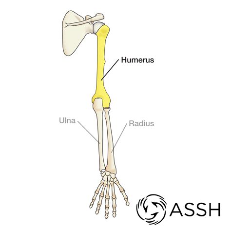 Bones help muscles to act as levers to move the legs, arms and other body parts. Anatomy 101: Arm Bones - The Handcare Blog