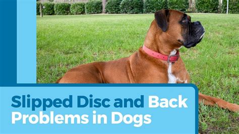 Slipped discs in dogs can be incredibly painful and may even leave your dog unable to use his hind legs. Slipped Disc in Dogs - YouTube