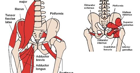 Rowe shows how to fix muscle knots in your lower back and hips. Rocky Mountain Spine and Sport Physical Therapy Blog: The Hip Muscles are Part of the Core